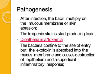  After infection, the bacilli multiply on
the mucous membrane or skin
abrasion;
 Thetoxigenic strains start producing toxin;
• Diphtheria is a‘toxemia’;
 Thebacteria confine to the site of entry
but the exotoxin is absorbed into the
mucus membrane and causesdestruction
of epithelium and asuperficial
inflammatory response;
Pathogenesis
 
