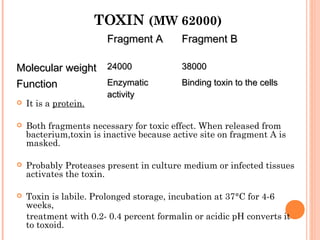 TOXIN (MW 62000)
Fragment AFragment A Fragment BFragment B
Molecular weightMolecular weight 2400024000 3800038000
FunctionFunction EnzymaticEnzymatic
activityactivity
Binding toxin to the cellsBinding toxin to the cells
 It is a protein.
 Both fragments necessary for toxic effect. When released from
bacterium,toxin is inactive because active site on fragment A is
masked.
 Probably Proteases present in culture medium or infected tissues
activates the toxin.
 Toxin is labile. Prolonged storage, incubation at 37°C for 4-6
weeks,
treatment with 0.2- 0.4 percent formalin or acidic pH converts it
to toxoid.
 