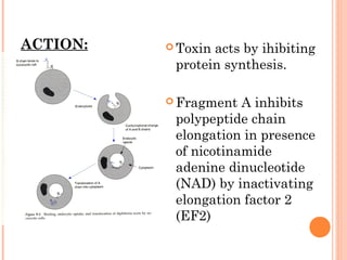 ACTION:  Toxin acts by ihibiting
protein synthesis.
 Fragment A inhibits
polypeptide chain
elongation in presence
of nicotinamide
adenine dinucleotide
(NAD) by inactivating
elongation factor 2
(EF2)
 