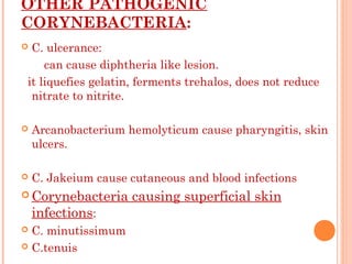 OTHER PATHOGENIC
CORYNEBACTERIA:
 C. ulcerance:
can cause diphtheria like lesion.
it liquefies gelatin, ferments trehalos, does not reduce
nitrate to nitrite.
 Arcanobacterium hemolyticum cause pharyngitis, skin
ulcers.
 C. Jakeium cause cutaneous and blood infections
 Corynebacteria causing superficial skin
infections:
 C. minutissimum
 C.tenuis
 