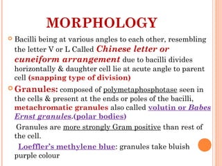 Bacilli being at various angles to each other, resembling
the letter V or L Called Chinese letter or
cuneiform arrangement due to bacilli divides
horizontally & daughter cell lie at acute angle to parent
cell (snapping type of division)
 Granules: composed of polymetaphosphotase seen in
the cells & present at the ends or poles of the bacilli,
metachromatic granules also called volutin or Babes
Ernst granules.(polar bodies)
Granules are more strongly Gram positive than rest of
the cell.
Loeffler’s methylene blue: granules take bluish
purple colour
MORPHOLOGY
 