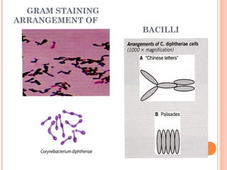 GRAM STAINING
ARRANGEMENT OF
BACILLI
 