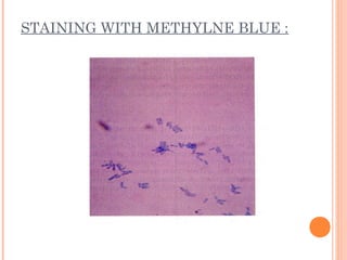 STAINING WITH METHYLNE BLUE :
 