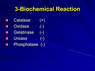 عملي Corynebacterium-1 (Muhadharaty).ppt