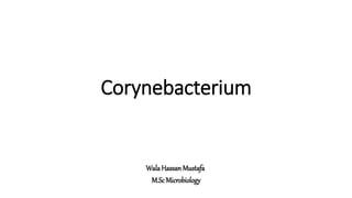 Corynebacterium
WalaHassanMustafa
M.Sc Microbiology
 