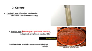 3. Culture:
a. Loeffler’s agar. (Enriched media only)
(12-18hr): contains serum or egg
b. tellurite agar (blood agar + potassium tellurite)
(selective & enrichment media). 48hr
Black colonies
Colonies appear gray-black due to tellurite reduction
telluride
 