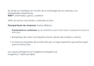 Se divide en 4 biotipos en función de la morfología de sus colonias y sus
propiedades bioquímicas:
Mitis**, intermedius, gravis, y belfanti
MITIS: Se asocia a los brotes y rastrearlo es facil
Principal factor de virulencia: Toxina diftérica
- El tratamiento es combinado: Se da antibiótico para matar toxina y bloquear la toxina es
otra cosa
• Receptores de unión a la heparina de las células del corazón y nervios
• La toxina es resultado de la infección por un fago específico que porta el gen
para la toxina (tox)
Las cepas patógenas son toxigénicas (lisogénicas)
Lisogenico = destruye tejido
 