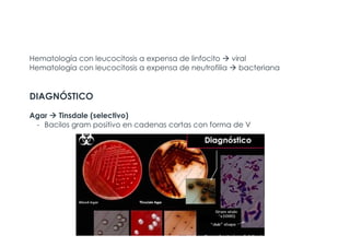 Hematología con leucocitosis a expensa de linfocito à viral
Hematología con leucocitosis a expensa de neutrofilia à bacteriana
DIAGNÓSTICO
Agar à Tinsdale (selectivo)
- Bacilos gram positivo en cadenas cortas con forma de V
 