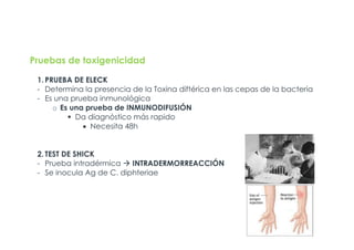 Pruebas de toxigenicidad
1. PRUEBA DE ELECK
- Determina la presencia de la Toxina diftérica en las cepas de la bacteria
- Es una prueba inmunológica
o Es una prueba de INMUNODIFUSIÓN
§ Da diagnóstico más rapido
• Necesita 48h
2. TEST DE SHICK
- Prueba intradérmica à INTRADERMORREACCIÓN
- Se inocula Ag de C. diphteriae
 