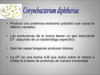 • Produce una poderosa exotoxina (péptido) que causa la
  difteria (variable).

• Las productoras de la toxina tienen un gen estructural
  DT adquirido de un bacteriófago específico.

• Solo las cepas lisógenas producen tóxinas

• La DT es una toxina A-B que actúa sobre el citosol e
  inhibe la síntesis de proteínas de manera irreversible
 