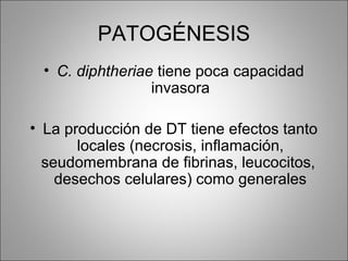 PATOGÉNESIS
 • C. diphtheriae tiene poca capacidad
                 invasora

• La producción de DT tiene efectos tanto
       locales (necrosis, inflamación,
  seudomembrana de fibrinas, leucocitos,
    desechos celulares) como generales
 