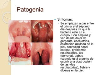 Patogenia
 Sintomas:
◦ Se empiezan a dar entre
el primer y el séptimo
día después de que la
bacteria esté en el
cuerpo. Son amplios y
van desde dolor de
garganta, escalofríos,
coloración azulada de la
piel, secreción nasal
espesa, problemas
respiratorios, tos
(perruna), babeo
(cuando está a punto de
ocurrir una obstrucción
de las vías
respiratorias), fiebre y
úlceras en la piel.
 