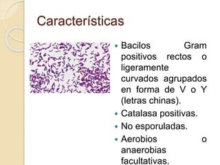 Características
 Bacilos Gram
positivos rectos o
ligeramente
curvados agrupados
en forma de V o Y
(letras chinas).
 Catalasa positivas.
 No esporuladas.
 Aerobios o
anaerobias
facultativas.
 