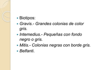  Biotipos:
 Gravis.- Grandes colonias de color
gris.
 Intemedius.- Pequeñas con fondo
negro o gris.
 Mitis.- Colonias negras con borde gris.
 Belfanti.
 