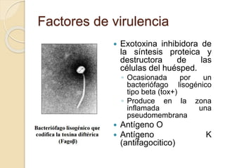 Factores de virulencia
 Exotoxina inhibidora de
la síntesis proteica y
destructora de las
células del huésped.
◦ Ocasionada por un
bacteriófago lisogénico
tipo beta (tox+)
◦ Produce en la zona
inflamada una
pseudomembrana
 Antígeno O
 Antígeno K
(antifagocitico)
 