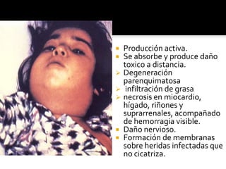  Producción activa.
 Se absorbe y produce daño
toxico a distancia.
 Degeneración
parenquimatosa
 infiltración de grasa
 necrosis en miocardio,
hígado, riñones y
suprarrenales, acompañado
de hemorragia visible.
 Daño nervioso.
 Formación de membranas
sobre heridas infectadas que
no cicatriza.
 