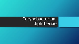 Corynebacterium
diphtheriae
 