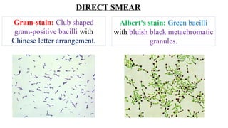 DIRECT SMEAR
Gram-stain: Club shaped
gram-positive bacilli with
Chinese letter arrangement.
Albert's stain: Green bacilli
with bluish black metachromatic
granules.
 