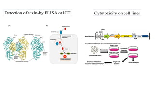 Detection of toxin-by ELISA or ICT Cytotoxicity on cell lines
 