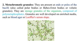 2. Metachromatic granules: They are present at ends or poles of the
bacilli (also called polar bodies or Babes-Ernst bodies or volutin
granules). They are storage granules of the organism, composed of
polymetaphosphates. Granules are well developed on enriched media,
such as blood agar or Loeffler's serum slope.
 