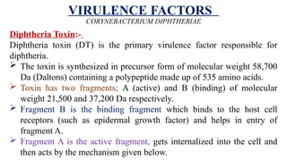 VIRULENCE FACTORS
CORYNEBACTERIUM DIPHTHERIAE
Diphtheria Toxin:-
Diphtheria toxin (DT) is the primary virulence factor responsible for
diphtheria.
 The toxin is synthesized in precursor form of molecular weight 58,700
Da (Daltons) containing a polypeptide made up of 535 amino acids.
 Toxin has two fragments; A (active) and B (binding) of molecular
weight 21,500 and 37,200 Da respectively.
 Fragment B is the binding fragment which binds to the host cell
receptors (such as epidermal growth factor) and helps in entry of
fragment A.
 Fragment A is the active fragment, gets internalized into the cell and
then acts by the mechanism given below.
 