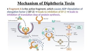 Mechanism of Diphtheria Toxin
• Fragment A is the active fragment, which causes ADP ribosylation of
elongation factor 2 (EF-2) → leads to inhibition of EF-2 → leads to
inhibition of translation step of protein synthesis.
 