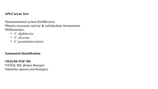 Corynebacterium diphtheriae characters.pptx