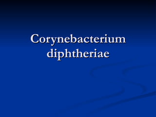 Corynebacterium diphtheriae 