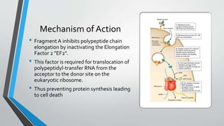 Mechanism of Action
• Fragment A inhibits polypeptide chain
elongation by inactivating the Elongation
Factor 2 "EF2".
• This factor is required for translocation of
polypeptidyl-transfer RNA from the
acceptor to the donor site on the
eukaryotic ribosome.
• Thus preventing protein synthesis leading
to cell death
 
