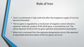 Role of Iron
• Toxin is synthesized in high yield only after the exogenous supply of iron has
become exhausted.
• The tox gene is regulated by a mechanism of negative control wherein a
repressor molecule, product of the DtxR gene, is activated by iron.The
active repressor binds to the tox gene operator and prevents transcription.
• When iron is removed from the repressor,derepression occurs, the repressor
is inactivated and transcription of the tox genes can occur.
 