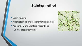 Staining method
• Gram staining
• Albert staining (metachoromatic granules)
• Appear asV and L letters, resembling
Chinese letter patterns
 