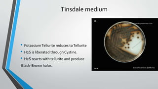 Tinsdale medium
• PotassiumTellurite reduces toTellurite
• H2S is liberated through Cystine.
• H2S reacts with tellurite and produce
Black-Brown halos.
 