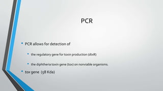 PCR
• PCR allows for detection of
• the regulatory gene for toxin production (dtxR)
• the diphtheria toxin gene (tox) on nonviable organisms.
• tox gene (58 Kda)
 