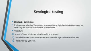 Serological testing
• Skin test = Schick test
• To determine whetherThe patient is susceptible to diphtheria infection or not by
detecting the presence or absence of antibodies.
• Procedure:
1) 0.1 ml of toxin is injected intradermally in one arm.
2) 0.1 ml of heated (inactivated) toxin as a control is injected in the other arm.
3) Read after 24-48 hours.
 