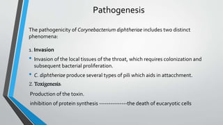 Pathogenesis
The pathogenicity of Corynebacterium diphtheriae includes two distinct
phenomena:
1. Invasion
• Invasion of the local tissues of the throat, which requires colonization and
subsequent bacterial proliferation.
• C. diphtheriae produce several types of pili which aids in attacchment.
2. Toxigenesis:
Production of the toxin.
inhibition of protein synthesis ---------------the death of eucaryotic cells
 
