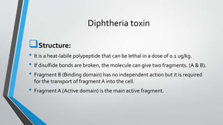 Diphtheria toxin
Structure:
• It is a heat-labile polypeptide that can be lethal in a dose of 0.1 ug/kg.
• If disulfide bonds are broken, the molecule can give two fragments. (A & B).
• Fragment B (Binding domain) has no independent action but it is required
for the transport of fragment A into the cell.
• Fragment A (Active domain) is the main active fragment.
 