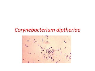 Corynebacterium diptheriae
 