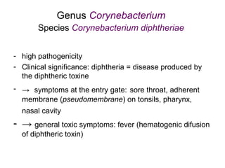 Genus Corynebacterium
Species Corynebacterium diphtheriae
- high pathogenicity
- Clinical significance: diphtheria = disease produced by
the diphtheric toxine
- → symptoms at the entry gate: sore throat, adherent
membrane (pseudomembrane) on tonsils, pharynx,
nasal cavity
- → general toxic symptoms: fever (hematogenic difusion
of diphtheric toxin)
 