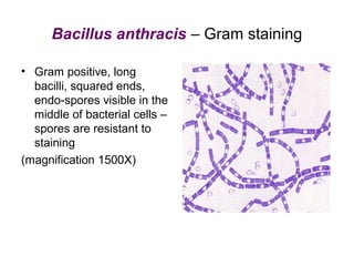 Bacillus anthracis – Gram staining
• Gram positive, long
bacilli, squared ends,
endo-spores visible in the
middle of bacterial cells –
spores are resistant to
staining
(magnification 1500X)
 