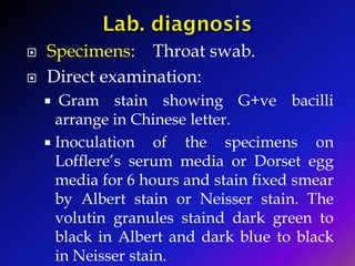  Specimens: Throat swab.
 Direct examination:
 Gram stain showing G+ve bacilli
arrange in Chinese letter.
 Inoculation of the specimens on
Lofflere’s serum media or Dorset egg
media for 6 hours and stain fixed smear
by Albert stain or Neisser stain. The
volutin granules staind dark green to
black in Albert and dark blue to black
in Neisser stain.
 