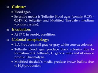  Culture:
 Blood agar.
 Selective media is Tellurite Blood agar (contain 0.03%-
0.04% K. tellurite) and Modified Tinsdale’s medium
(contain cystein).
 Incubation:
 At 37 C in aerobic condition.
 Colonial morphology:
 B.A Produce small gray or gray white convex colonies.
 Tellurite blood agar produce black colonies due to
formation of K. tellurate, C. garvis, mitis and ulcerance
produe β haemolysis.
 Modified tinsdale’s media produce brown hallow due
to H2S production.
 