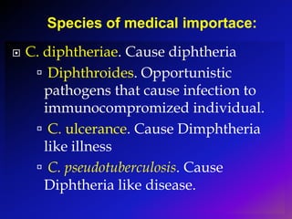  C. diphtheriae. Cause diphtheria
 Diphthroides. Opportunistic
pathogens that cause infection to
immunocompromized individual.
 C. ulcerance. Cause Dimphtheria
like illness
 C. pseudotuberculosis. Cause
Diphtheria like disease.
Species of medical importace:
 