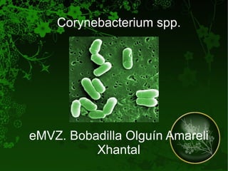 Corynebacterium spp. eMVZ. Bobadilla Olguín Amareli Xhantal 