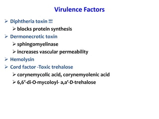 Virulence Factors
 Diphtheria toxin !!!
blocks protein synthesis
 Dermonecrotic toxin
sphingomyelinase
increases vascular permeability
 Hemolysin
 Cord factor -Toxic trehalose
corynemycolic acid, corynemyolenic acid
6,6’-di-O-mycoloyl- a,a’-D-trehalose
 