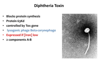 Diphtheria Toxin
• Blocks protein synthesis
• Protein 63Kd
• controlled by Tox gene
• lysogenic phage Beta-corynephage
• Expressed if [iron] low
• 2 components A-B
 