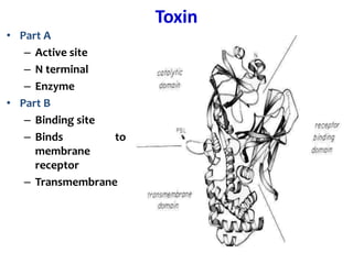 Toxin
• Part A
– Active site
– N terminal
– Enzyme
• Part B
– Binding site
– Binds to
membrane
receptor
– Transmembrane
 