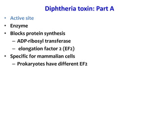 Diphtheria toxin: Part A
• Active site
• Enzyme
• Blocks protein synthesis
– ADP-ribosyl transferase
– elongation factor 2 (EF2)
• Specific for mammalian cells
– Prokaryotes have different EF2
 