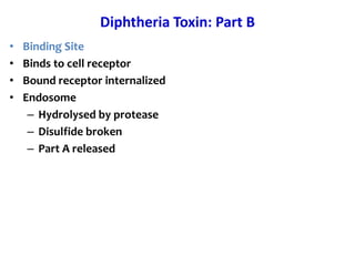 Diphtheria Toxin: Part B
• Binding Site
• Binds to cell receptor
• Bound receptor internalized
• Endosome
– Hydrolysed by protease
– Disulfide broken
– Part A released
 