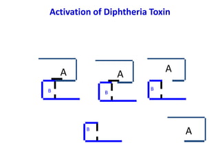 Activation of Diphtheria Toxin
A
A
B
B
A
B
A
B
 
