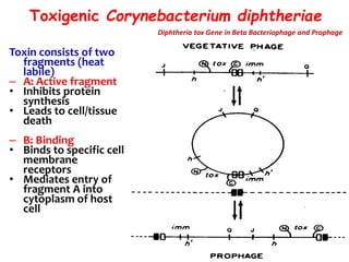 Toxigenic Corynebacterium diphtheriae
Toxin consists of two
fragments (heat
labile)
– A: Active fragment
• Inhibits protein
synthesis
• Leads to cell/tissue
death
– B: Binding
• Binds to specific cell
membrane
receptors
• Mediates entry of
fragment A into
cytoplasm of host
cell
Diphtheria tox Gene in Beta Bacteriophage and Prophage
 